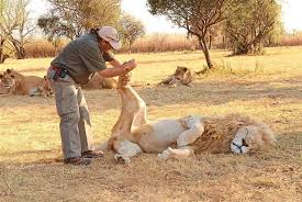 Alex Larenty and the Craft of Lion Foot Massage: A Distinctive Method to Ease Tension in the Savannah’s Monarch