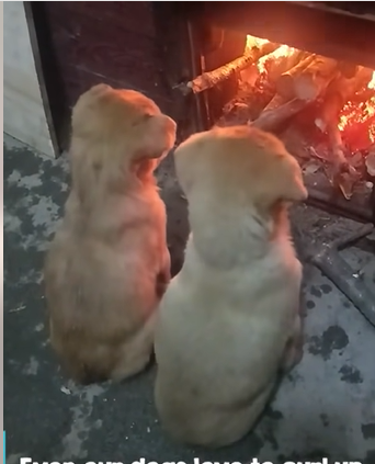 The Heartwarming Connection of Two Dogs Sharing Warmth