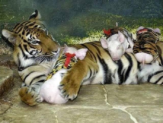 The Unusual and Inspiring Tale of Piglets Adopted by a Tiger Mother as if They Were Tiger Cubs